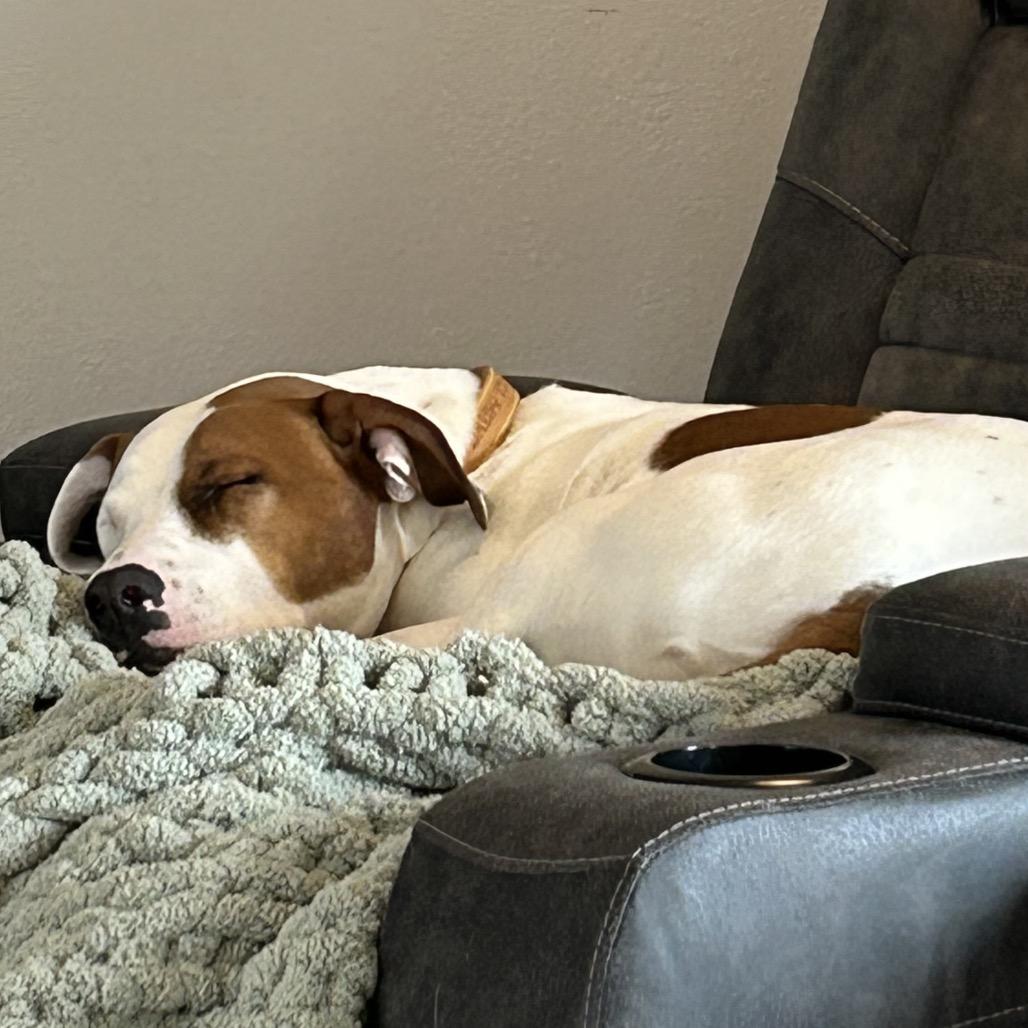 Enlarge Daisy, a Adoptable Mixed Breed in Bismarck, ND image 4/5