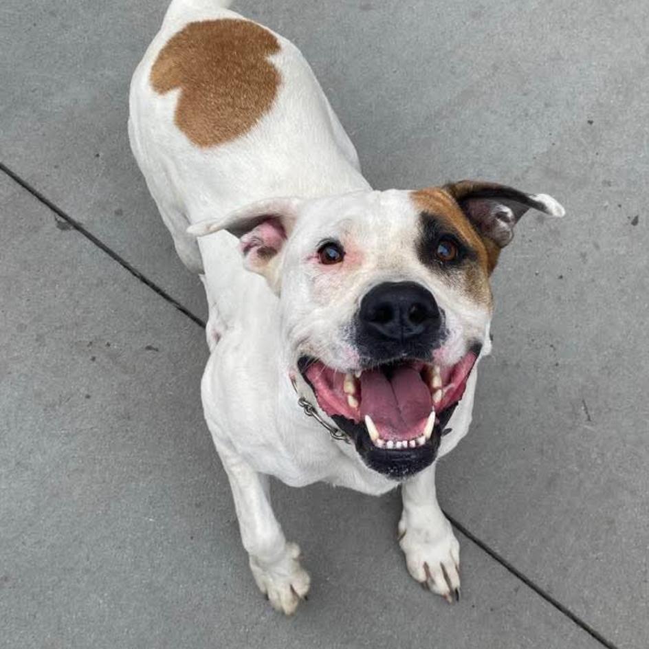 Enlarge Daisy, a Adoptable Mixed Breed in Bismarck, ND image 5/5