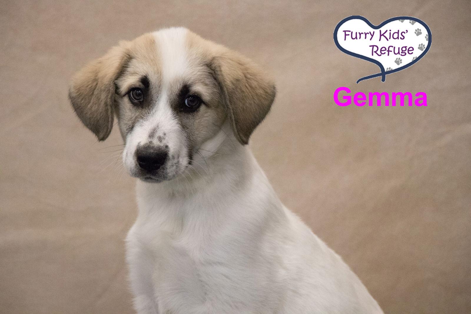 Gemma, Adoptable, Puppy Female Great Pyrenees & Anatolian Shepherd.