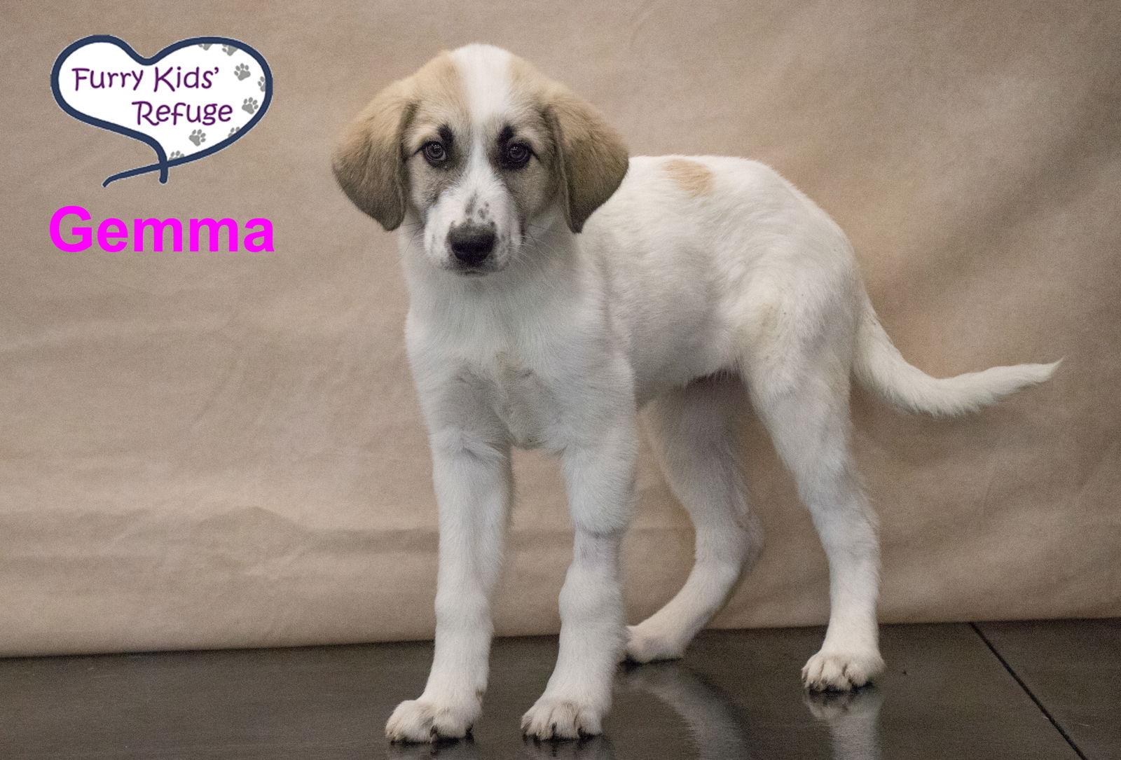 Enlarge Gemma, a Adoptable mixed breed in Lee's Summit, MO image 2/3