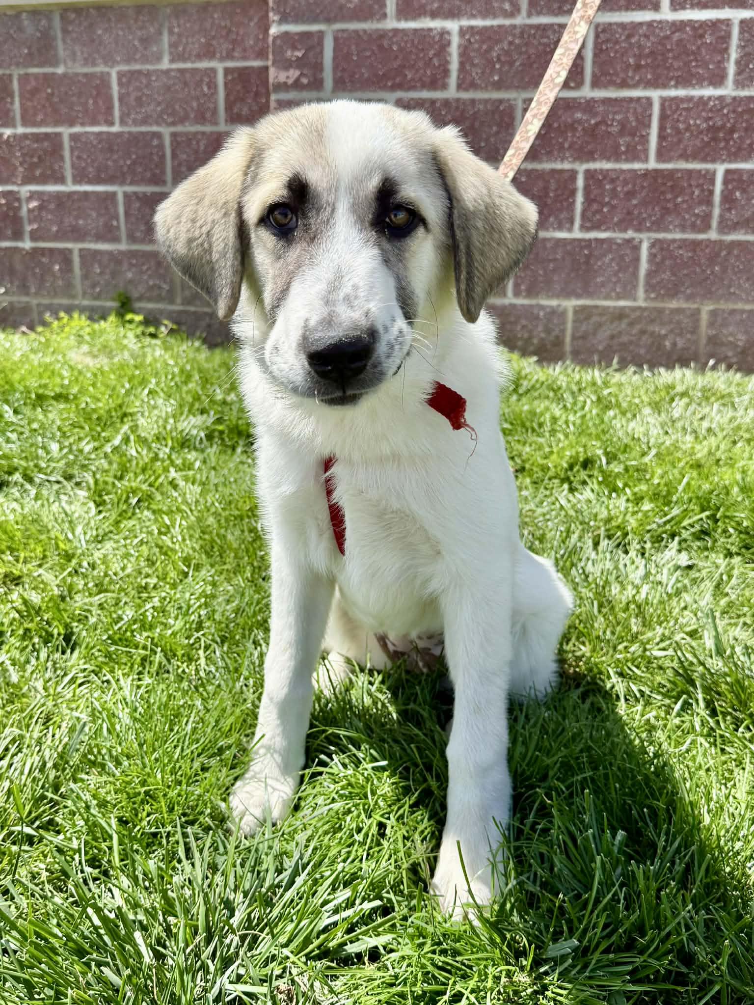 Gemma : UPDATED, Adoptable, Puppy Female Great Pyrenees & Anatolian Shepherd.