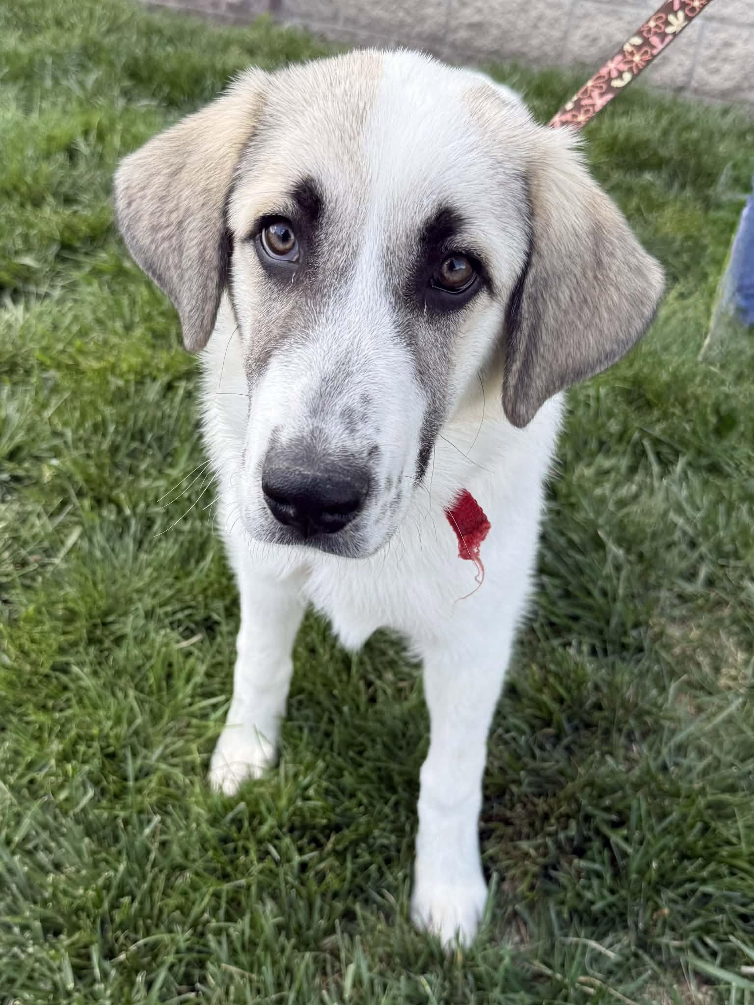 Enlarge Gemma : UPDATED, a Adoptable mixed breed in Lee's Summit, MO image 2/3