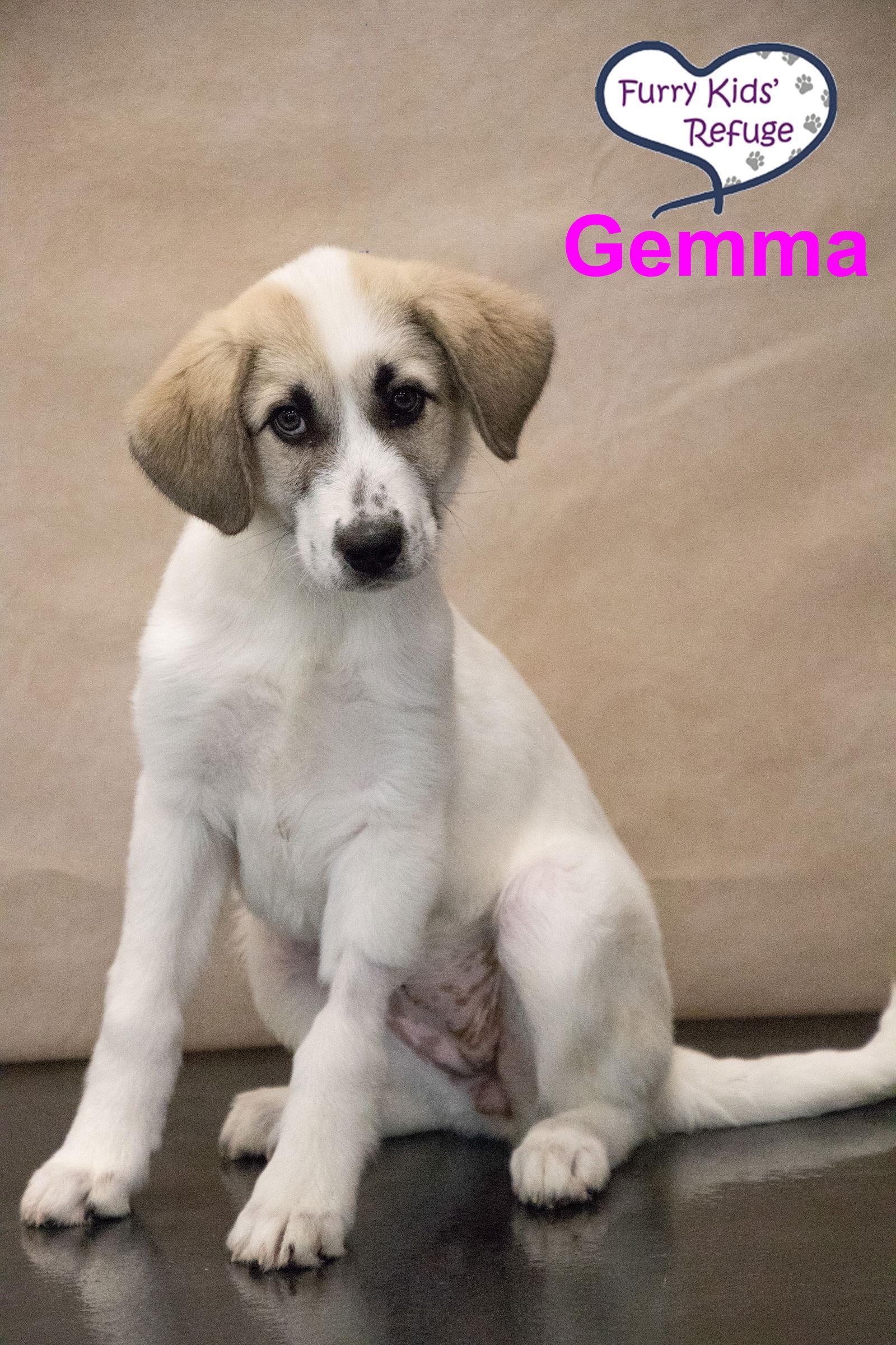 Enlarge Gemma, a Adoptable mixed breed in Lee's Summit, MO image 3/3