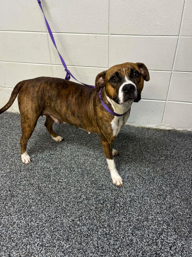 Brii, Adoptable, Young Female Mixed Breed.