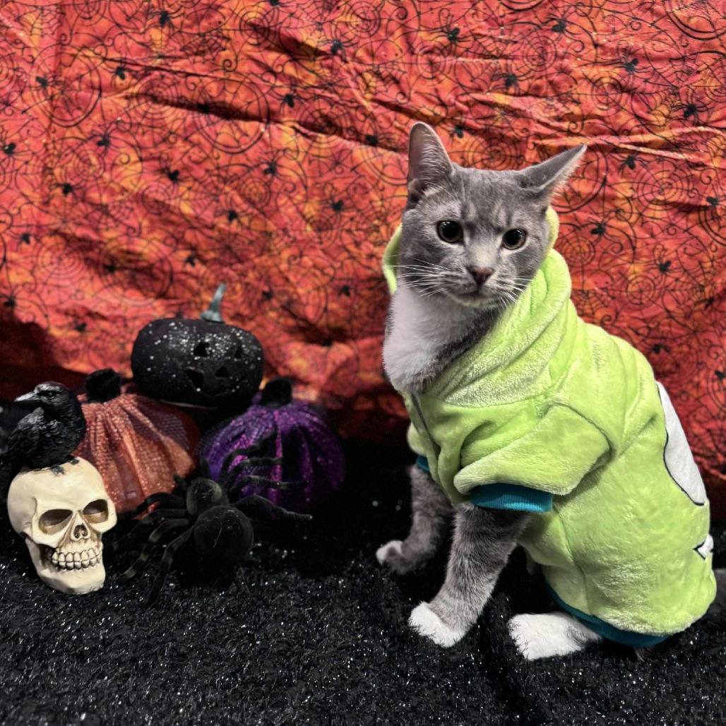 Buster, Adoptable, Young Male Domestic Short Hair.