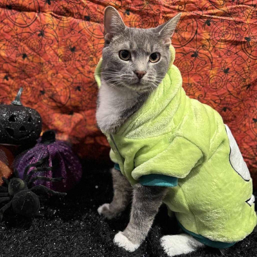 Enlarge Buster, a Adoptable Domestic Short Hair in Reisterstown, MD image 2/6