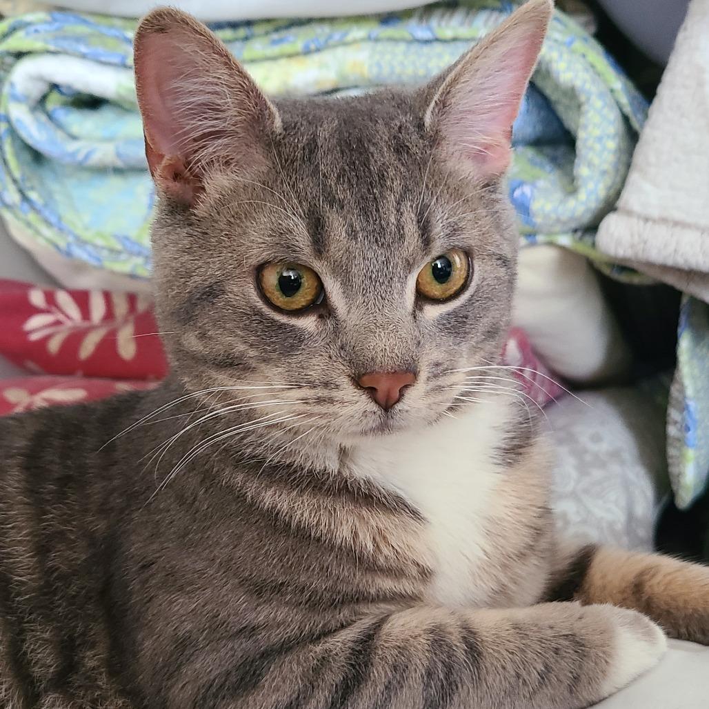 Enlarge Buster, a Adoptable Domestic Short Hair in Reisterstown, MD image 3/6