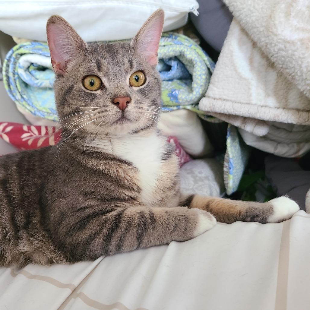 Enlarge Buster, a Adoptable Domestic Short Hair in Reisterstown, MD image 4/6