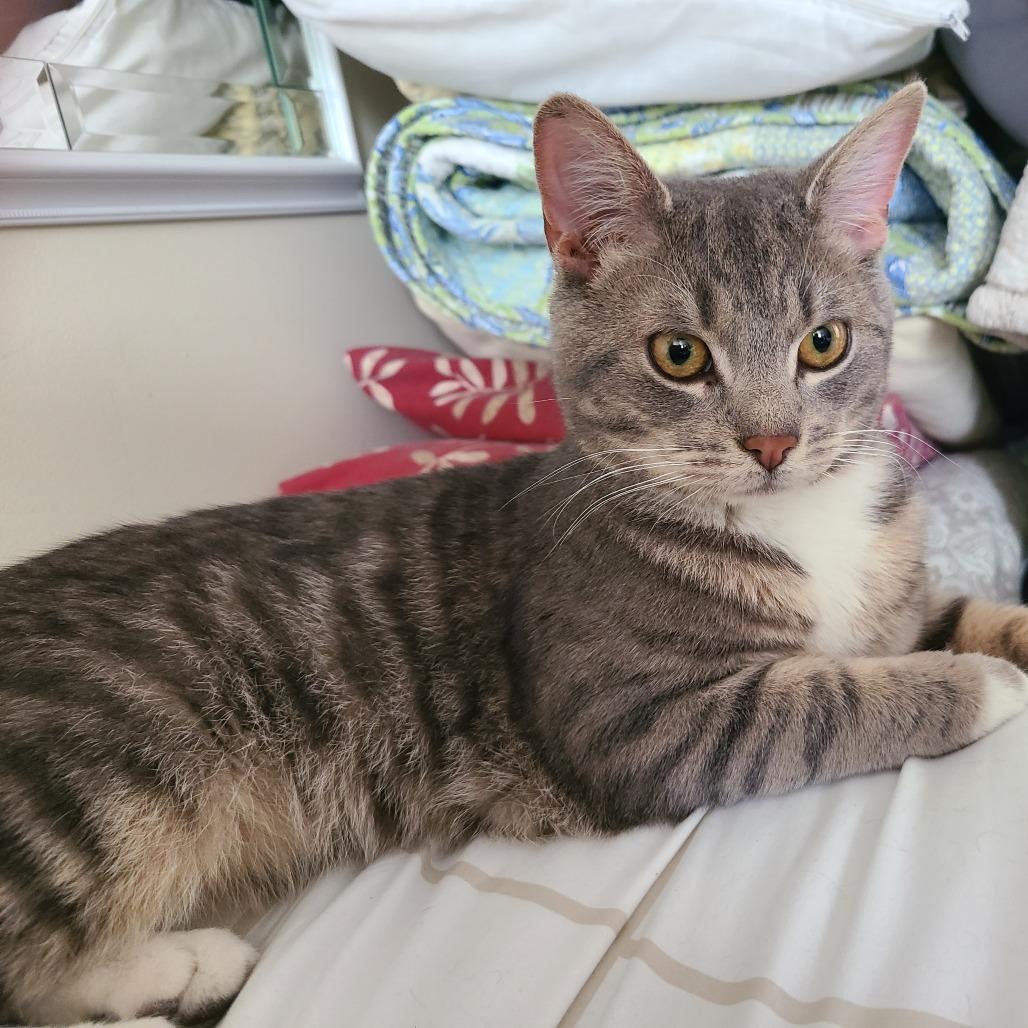 Enlarge Buster, a Adoptable Domestic Short Hair in Reisterstown, MD image 5/6