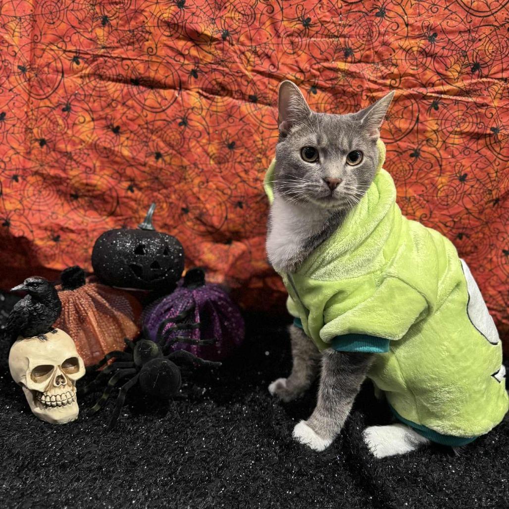 Enlarge Buster, a Adoptable Domestic Short Hair in Reisterstown, MD image 6/6