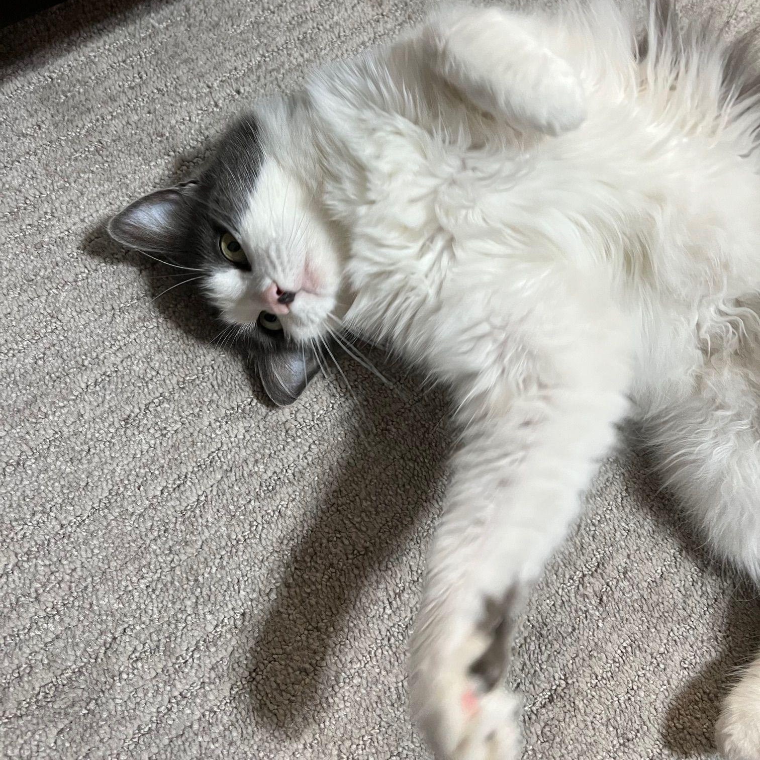 Piper *COURTESY POST*, Adoptable, Adult Female Domestic Long Hair & Tuxedo.