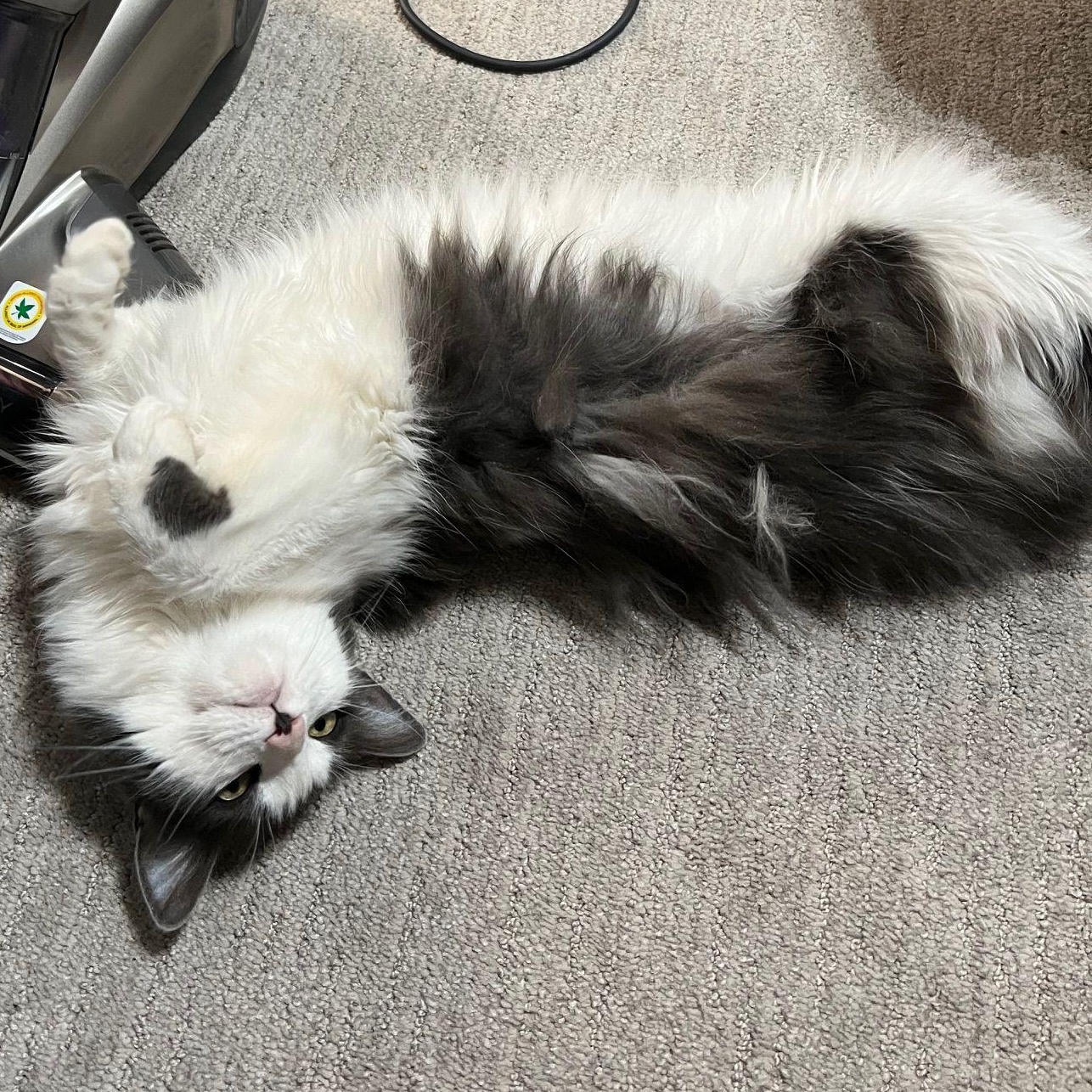 Piper *COURTESY POST*, Adoptable, Adult Female Domestic Long Hair & Tuxedo.