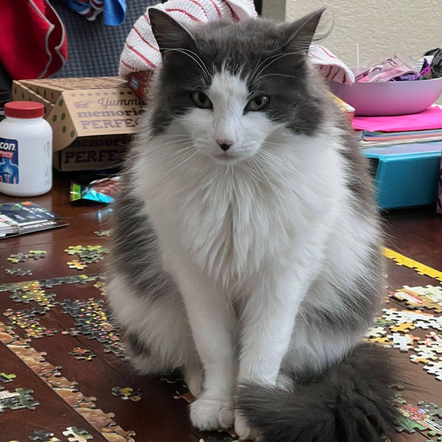 Piper *COURTESY POST*