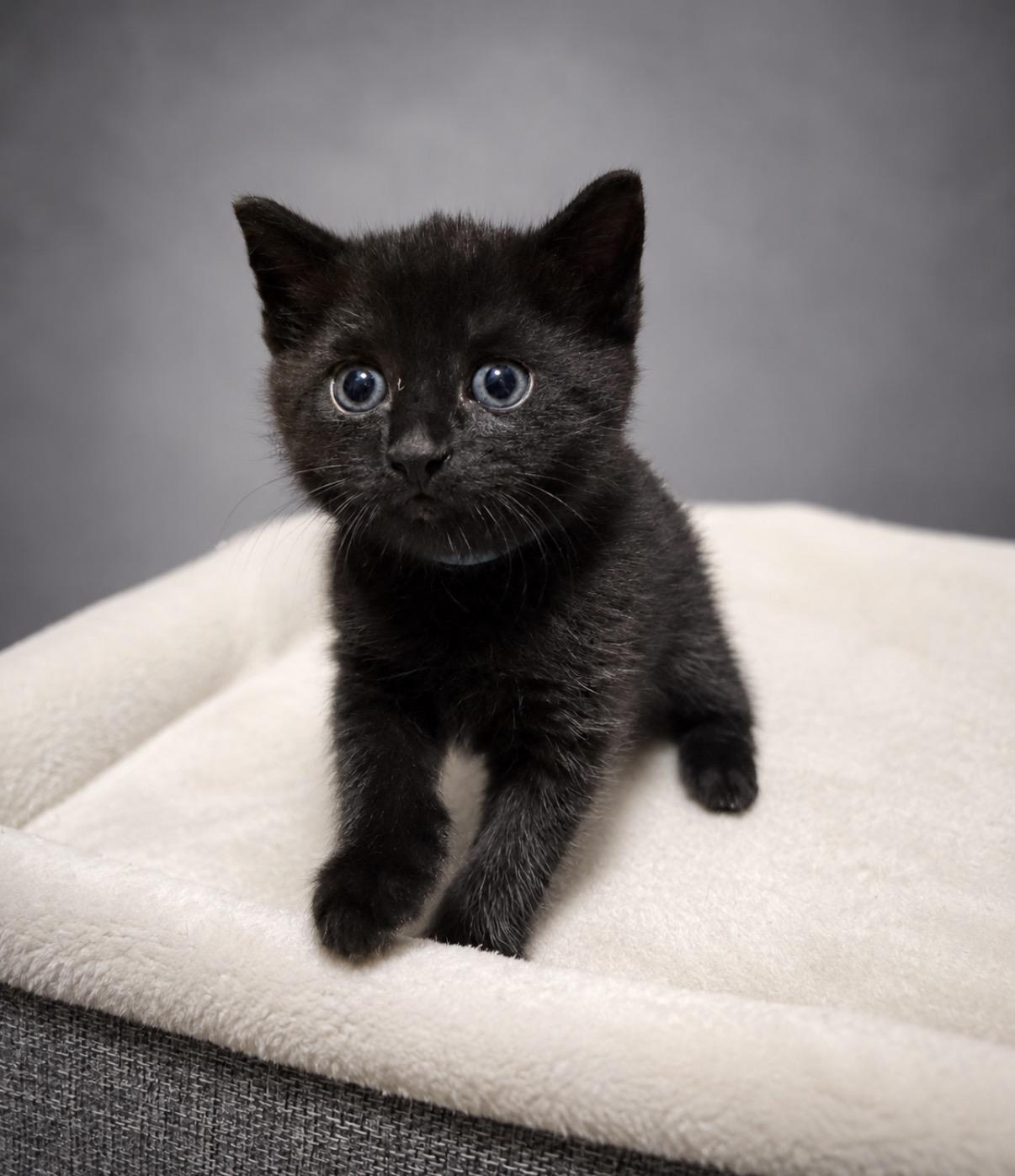 Sir Purr, adopted, Kitten Male Domestic Short Hair & American Shorthair.