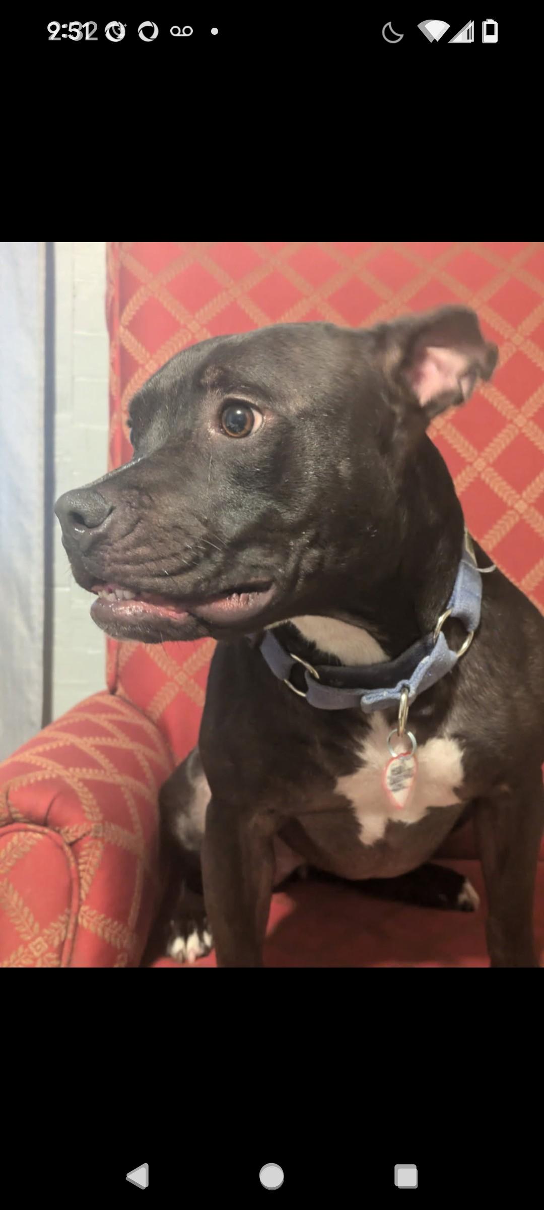 Luna, a Adoptable American Bully in Denver, CO image 5/5