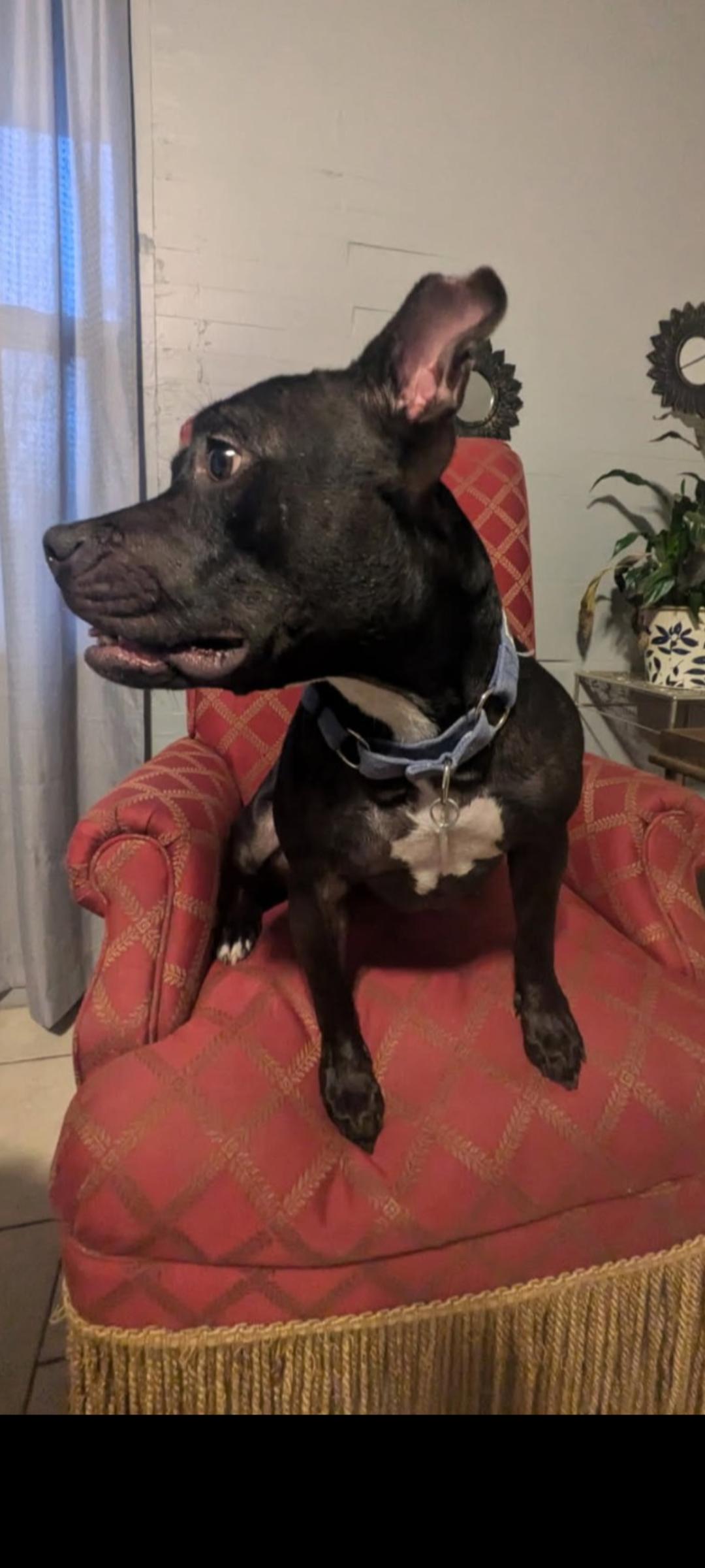 Luna, a Adoptable American Bully in Denver, CO image 3/5