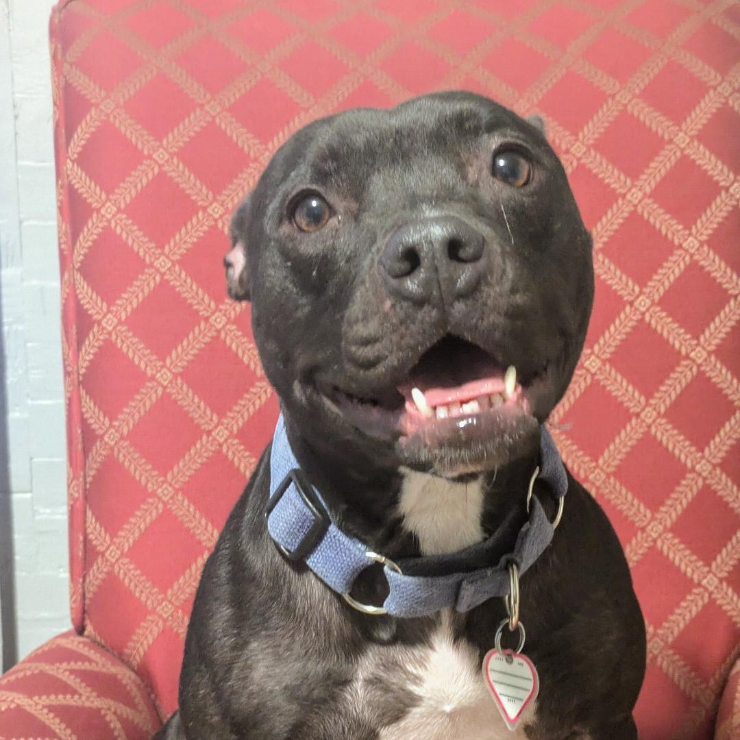 Luna, a Adoptable American Bully in Denver, CO image 2/5