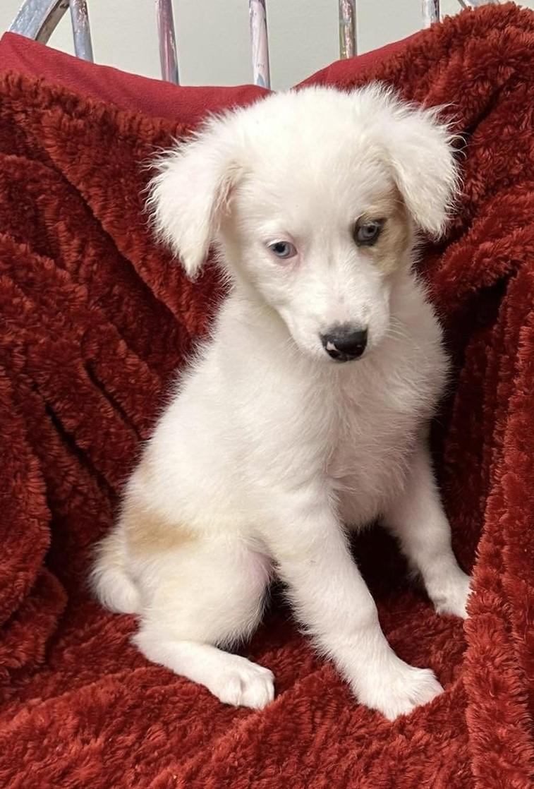 Snowblitz, Adopted, Puppy Female Australian Shepherd & Terrier.