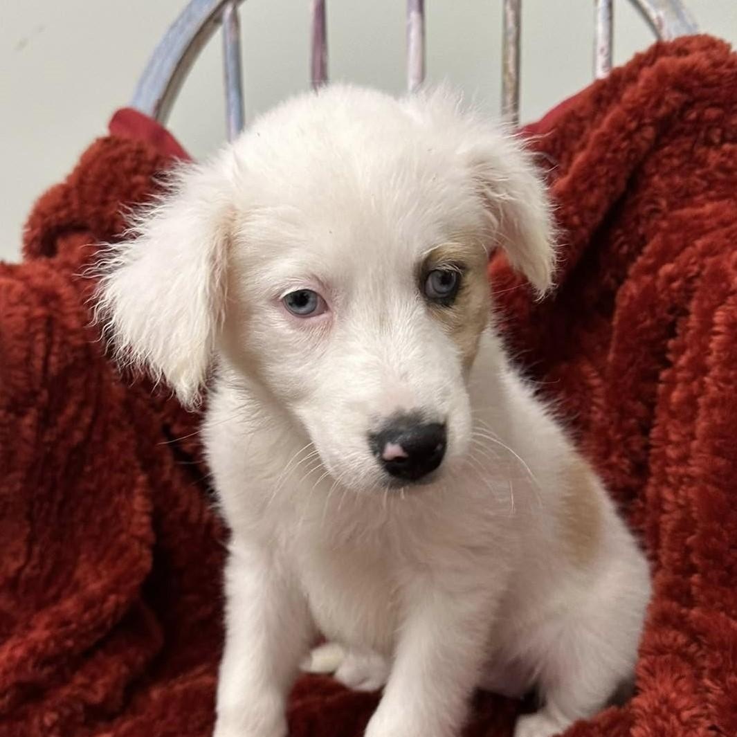 Enlarge Snowblitz, a Adopted mixed breed in Meridian, MS image 2/3