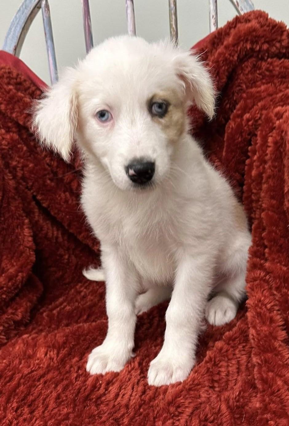 Enlarge Snowblitz, a Adopted mixed breed in Meridian, MS image 3/3