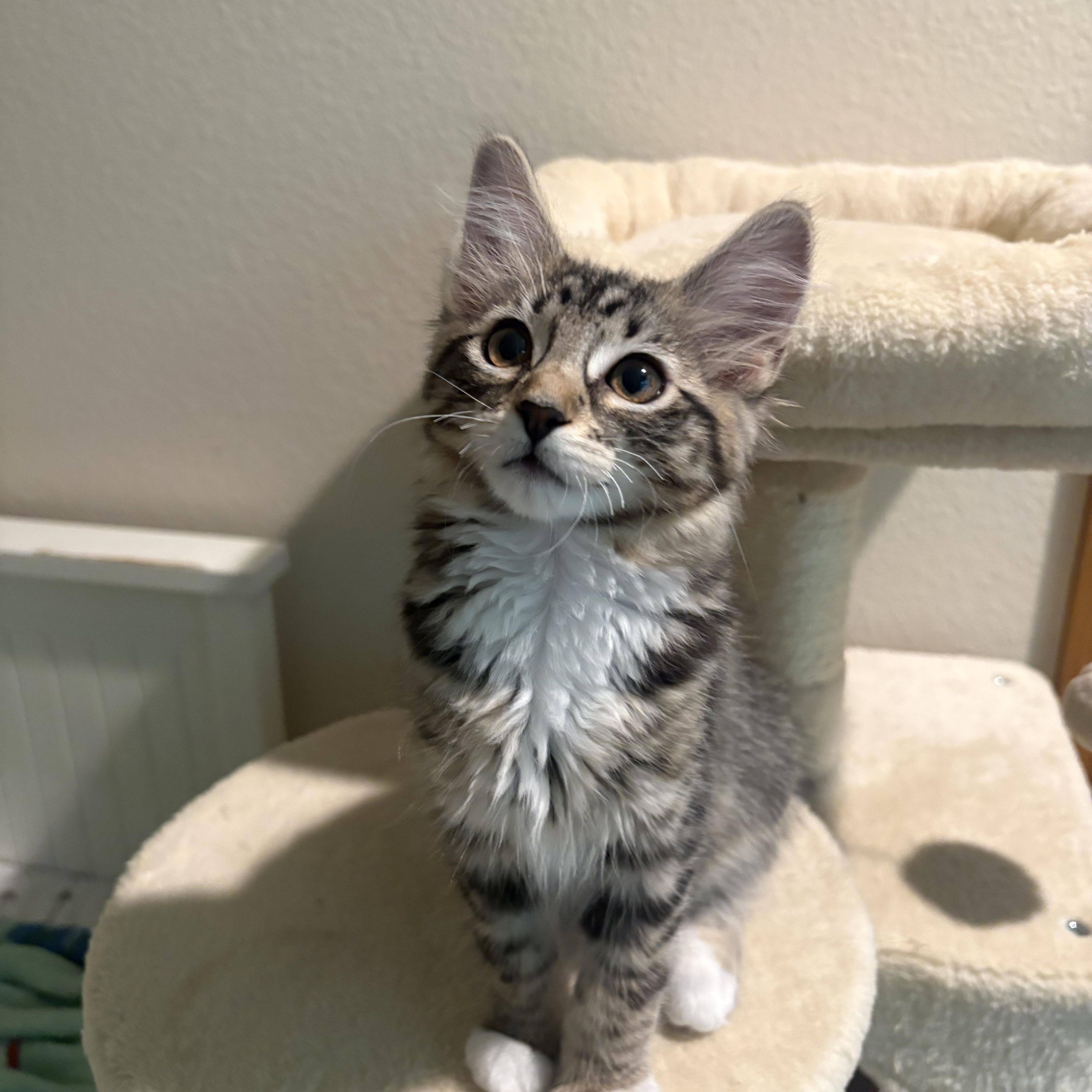 Maple, adopted, Kitten Female Domestic Medium Hair & Tabby.