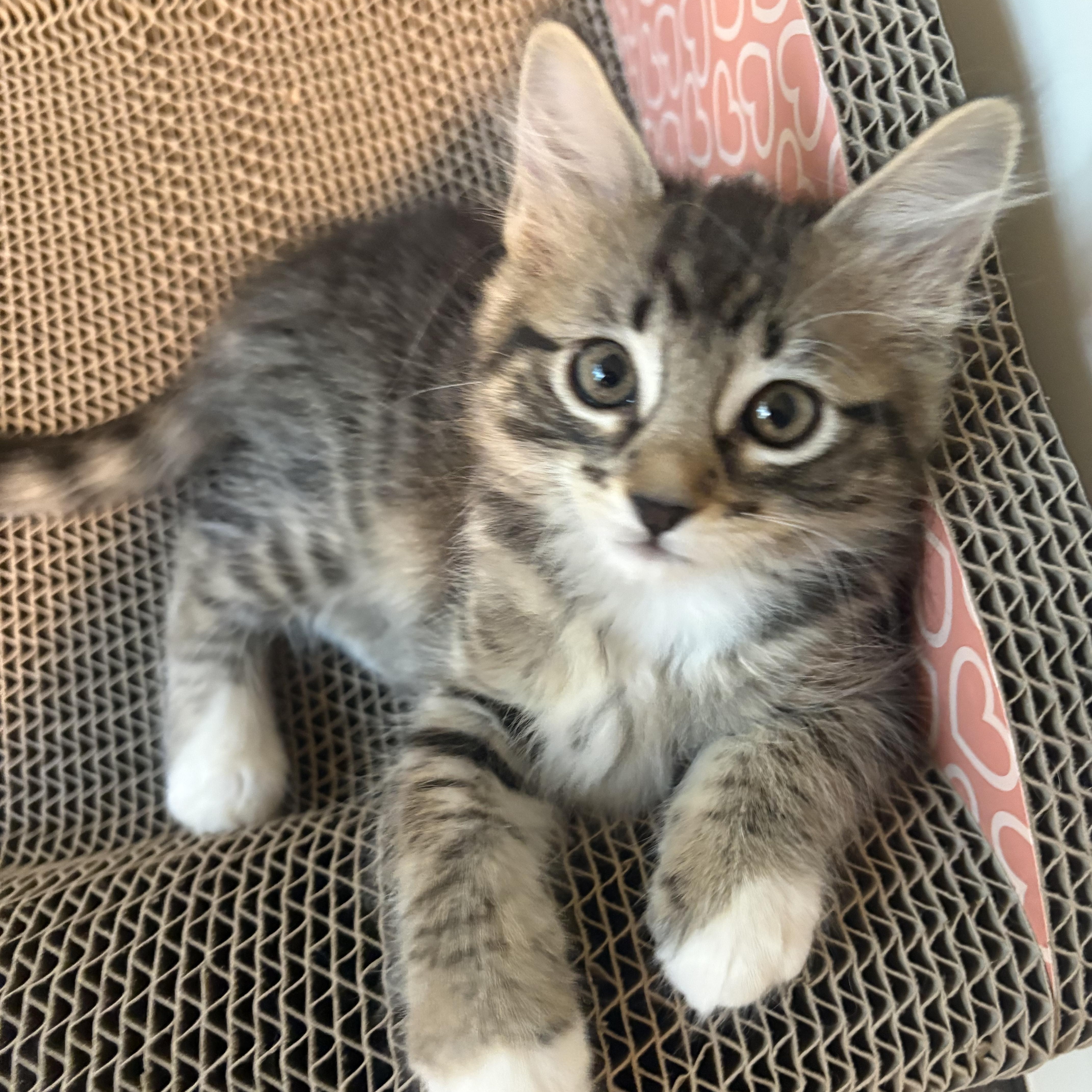 Maple, an adopted mixed breed in Woodinville, WA image 2/5
