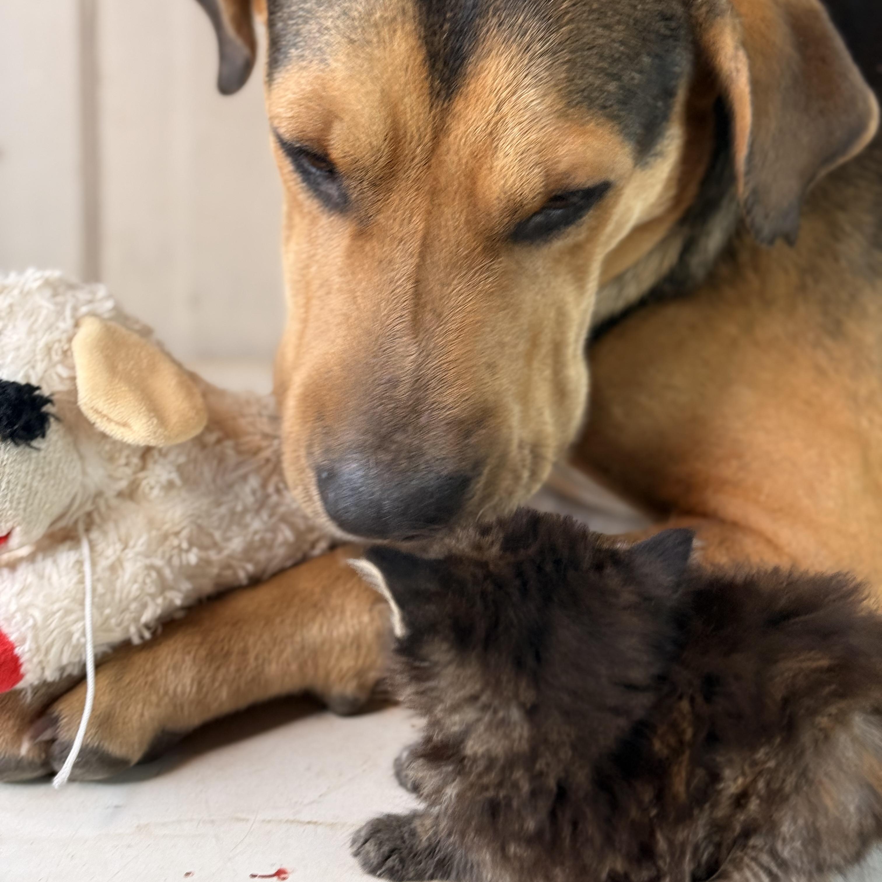 Agnes, adopted, Adult Female Black and Tan Coonhound & Shar-Pei.