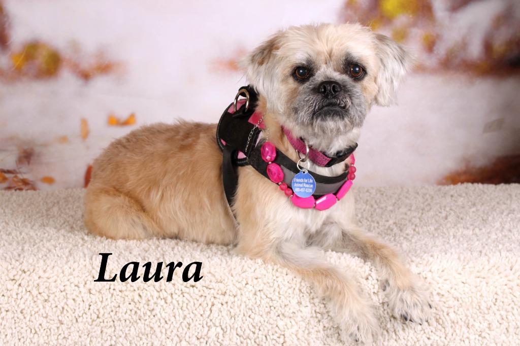Laura (Winnie), Adoptable, Senior Female Brussels Griffon & Terrier.