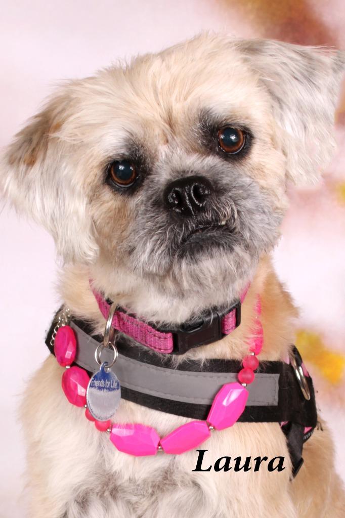 Enlarge Laura (Winnie), a Adoptable mixed breed in Gilbert, AZ image 2/2