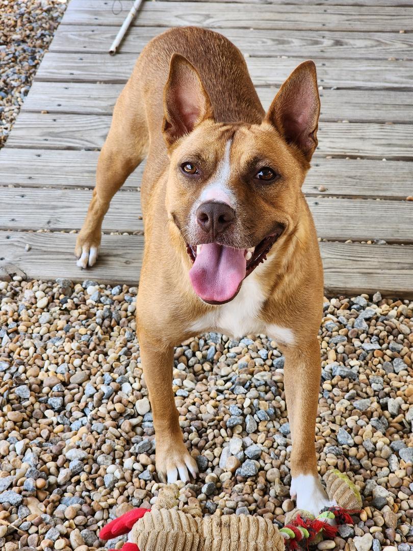Vixen, a Adoptable mixed breed in Phenix City, AL image 2/3