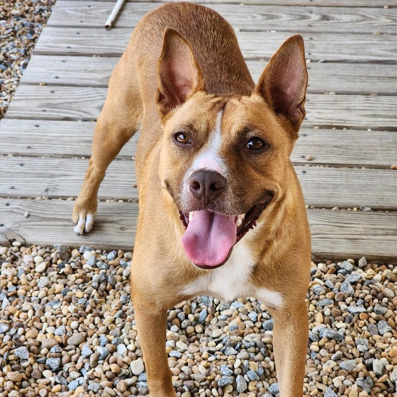 Vixen, a Adoptable mixed breed in Phenix City, AL image 3/3