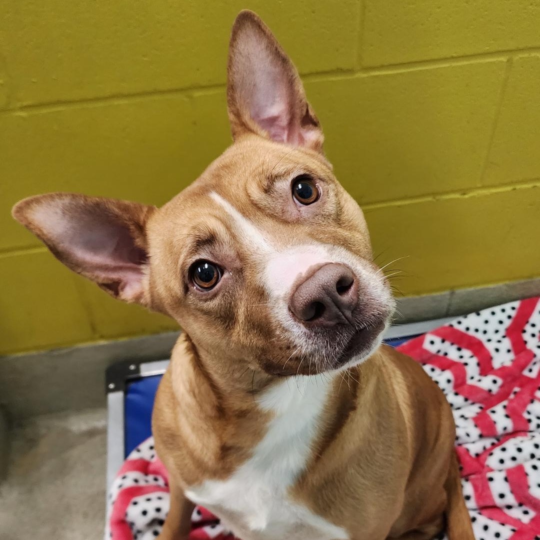 Vixen, Adoptable, Adult Female Pit Bull Terrier & Shepherd.