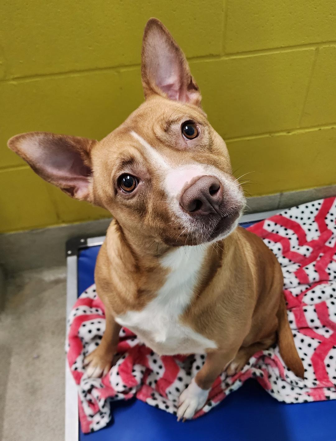 Vixen, a Adoptable mixed breed in Phenix City, AL image 3/3