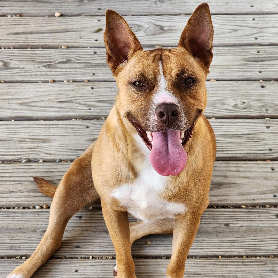 Vixen, a Adoptable mixed breed in Phenix City, AL image 1/3