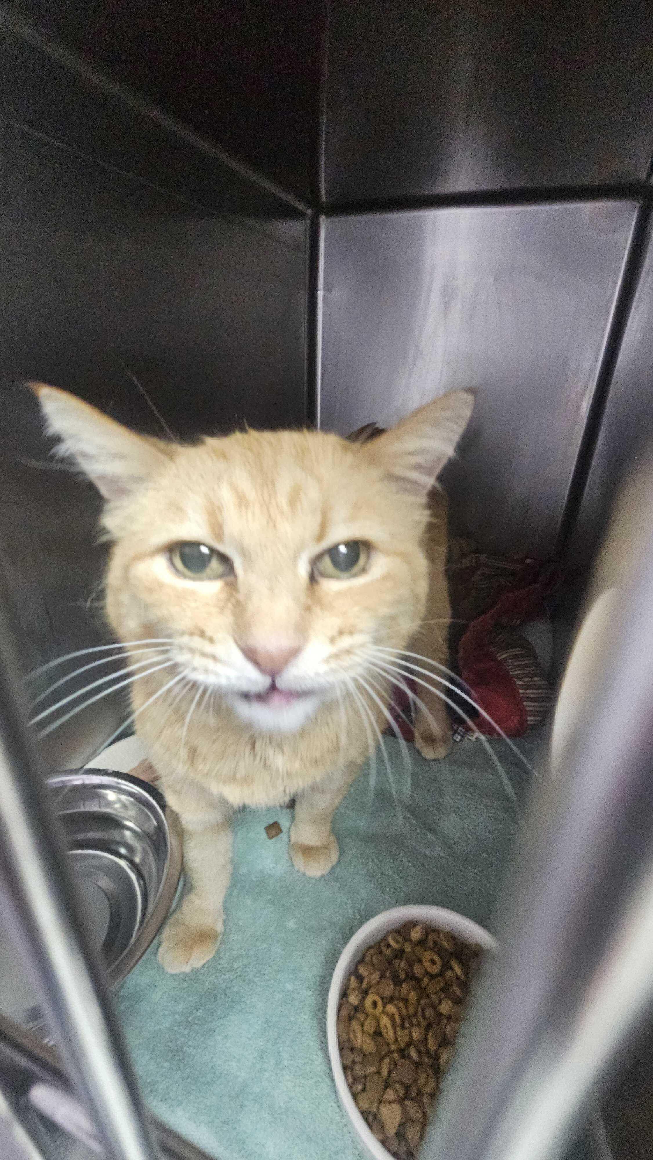 Honey Bear, Adoptable, Senior Female Domestic Short Hair.