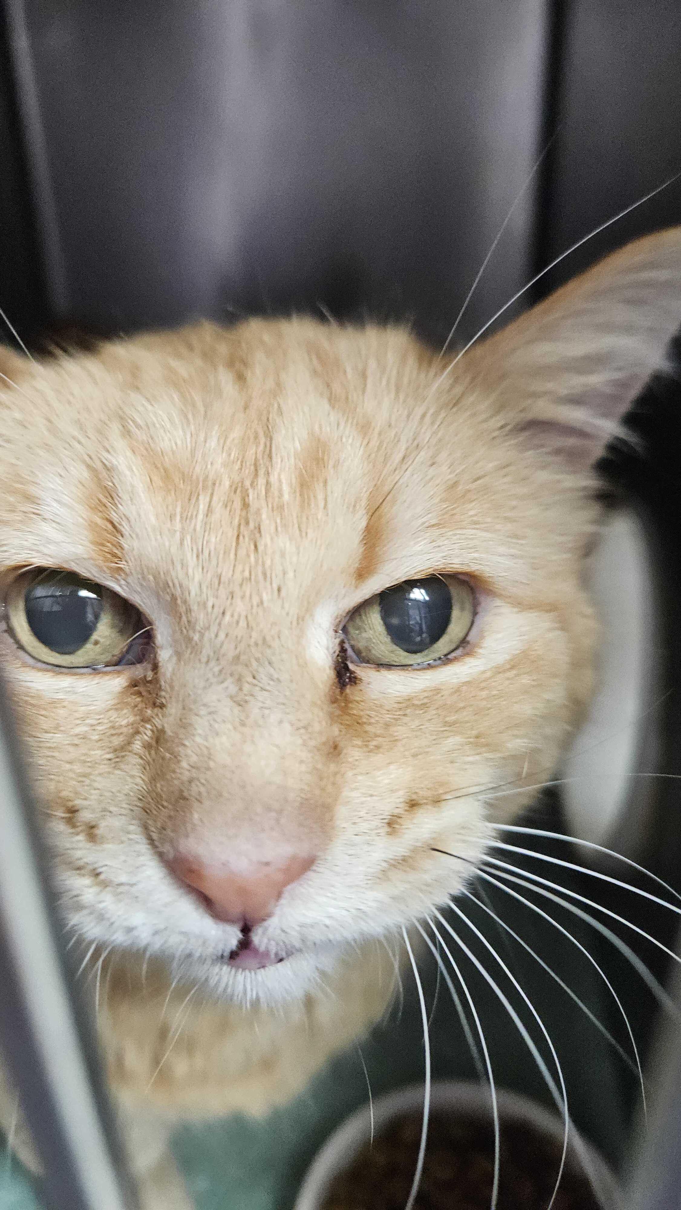 Enlarge Honey Bear, a Adoptable mixed breed in Lakewood, CO image 2/3