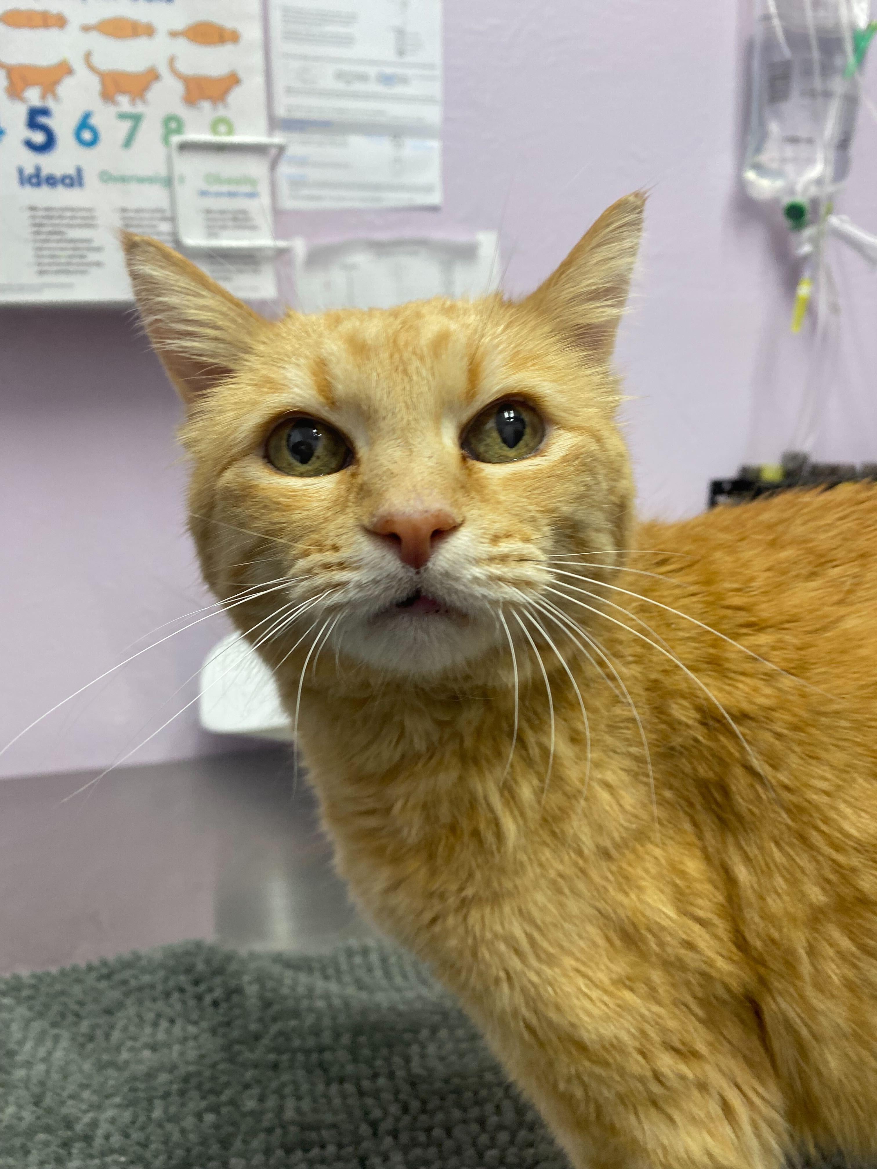 Enlarge Honey Bear, a Adoptable mixed breed in Lakewood, CO image 3/3