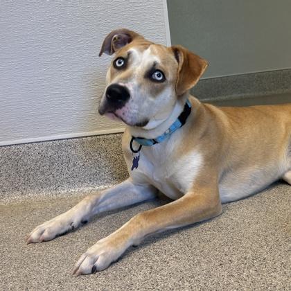 Enlarge Bluey, a ADOPTABLE Mixed Breed in Lansing, MI image 3/3