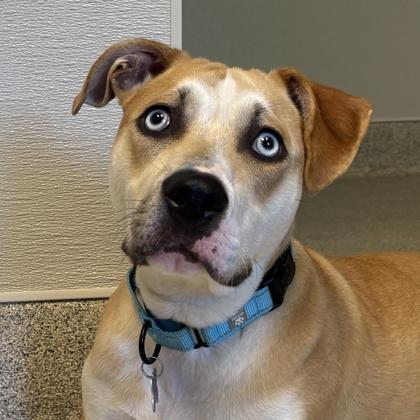 Bluey, ADOPTABLE, Adult Male Mixed Breed.