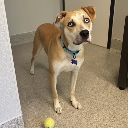 Enlarge Bluey, a ADOPTABLE Mixed Breed in Lansing, MI image 2/3