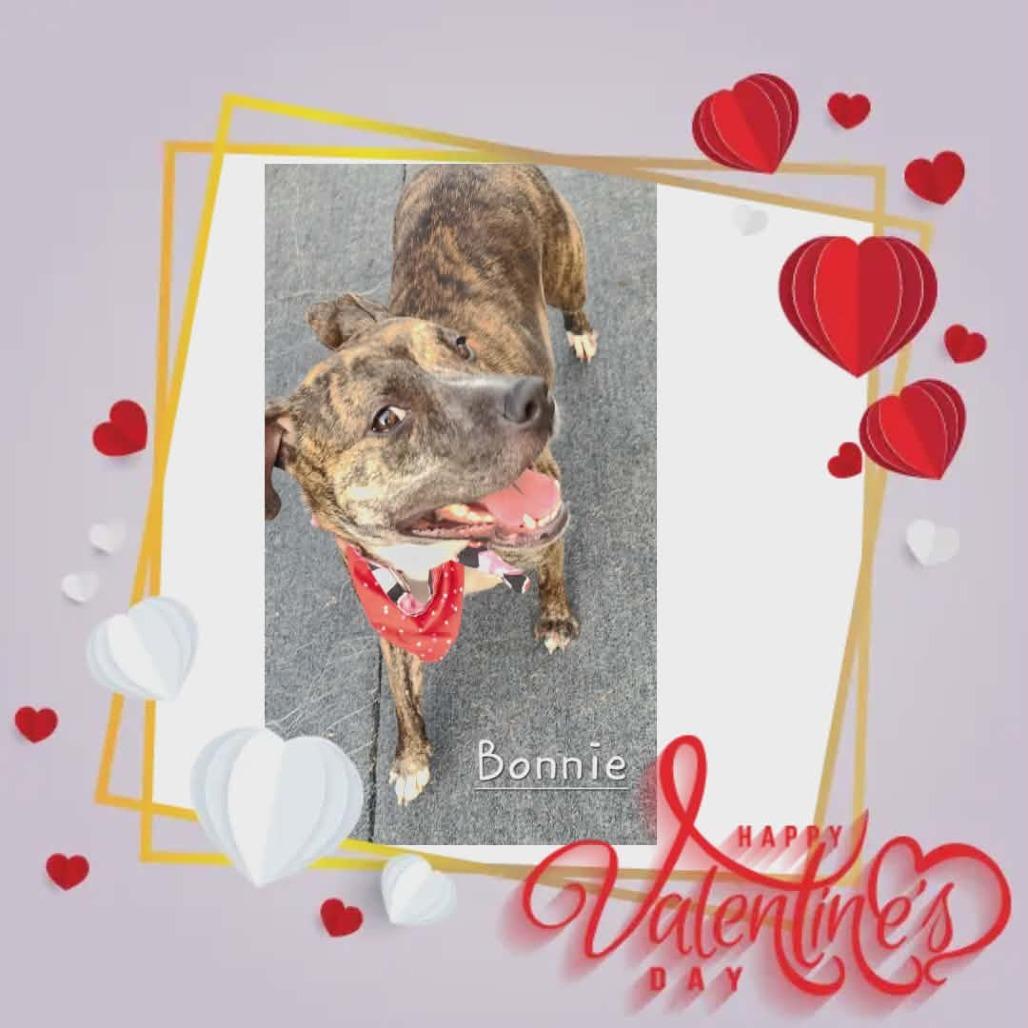 Bonnie, Adoptable, Adult Female American Staffordshire Terrier.