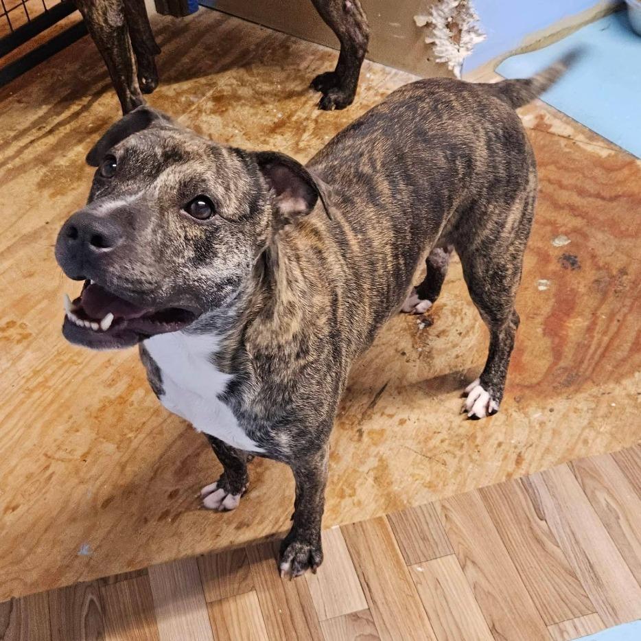 Enlarge Bonnie, a Adoptable American Staffordshire Terrier in Cleveland, TN image 2/4