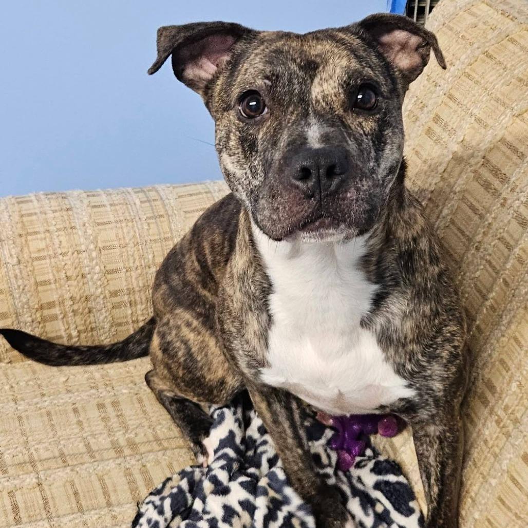 Enlarge Bonnie, a Adoptable American Staffordshire Terrier in Cleveland, TN image 3/4