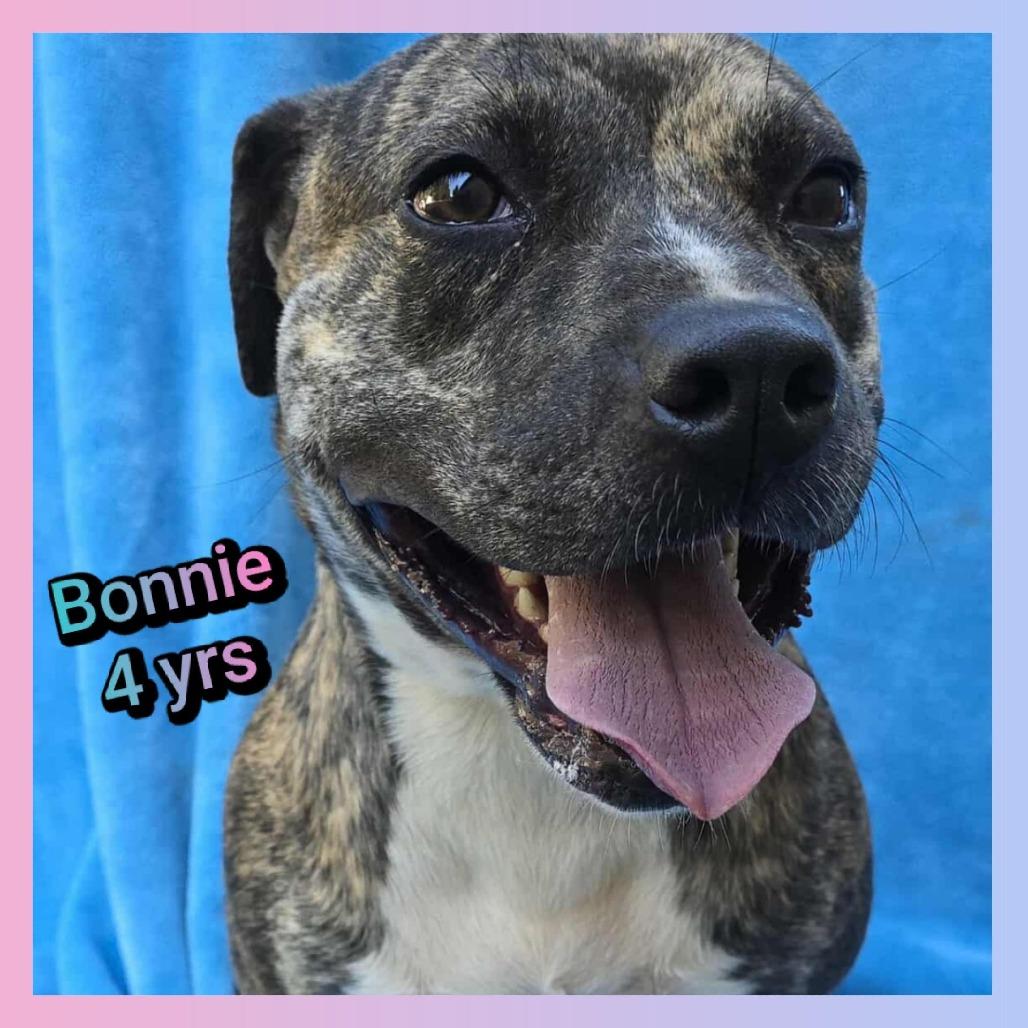 Enlarge Bonnie, a Adoptable American Staffordshire Terrier in Cleveland, TN image 4/4