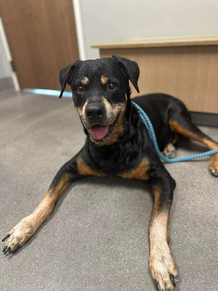 Stella, a Adoptable mixed breed in Fremont, NE image 1/2
