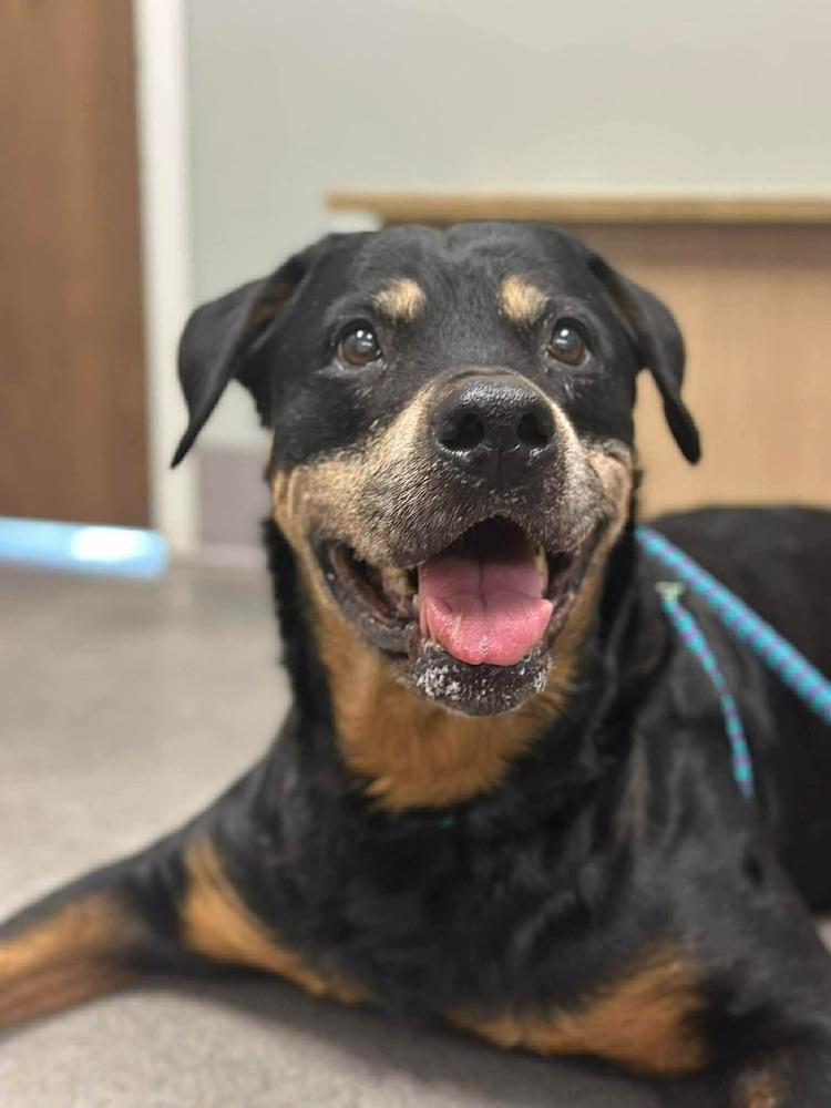 Stella, a Adoptable mixed breed in Fremont, NE image 2/2