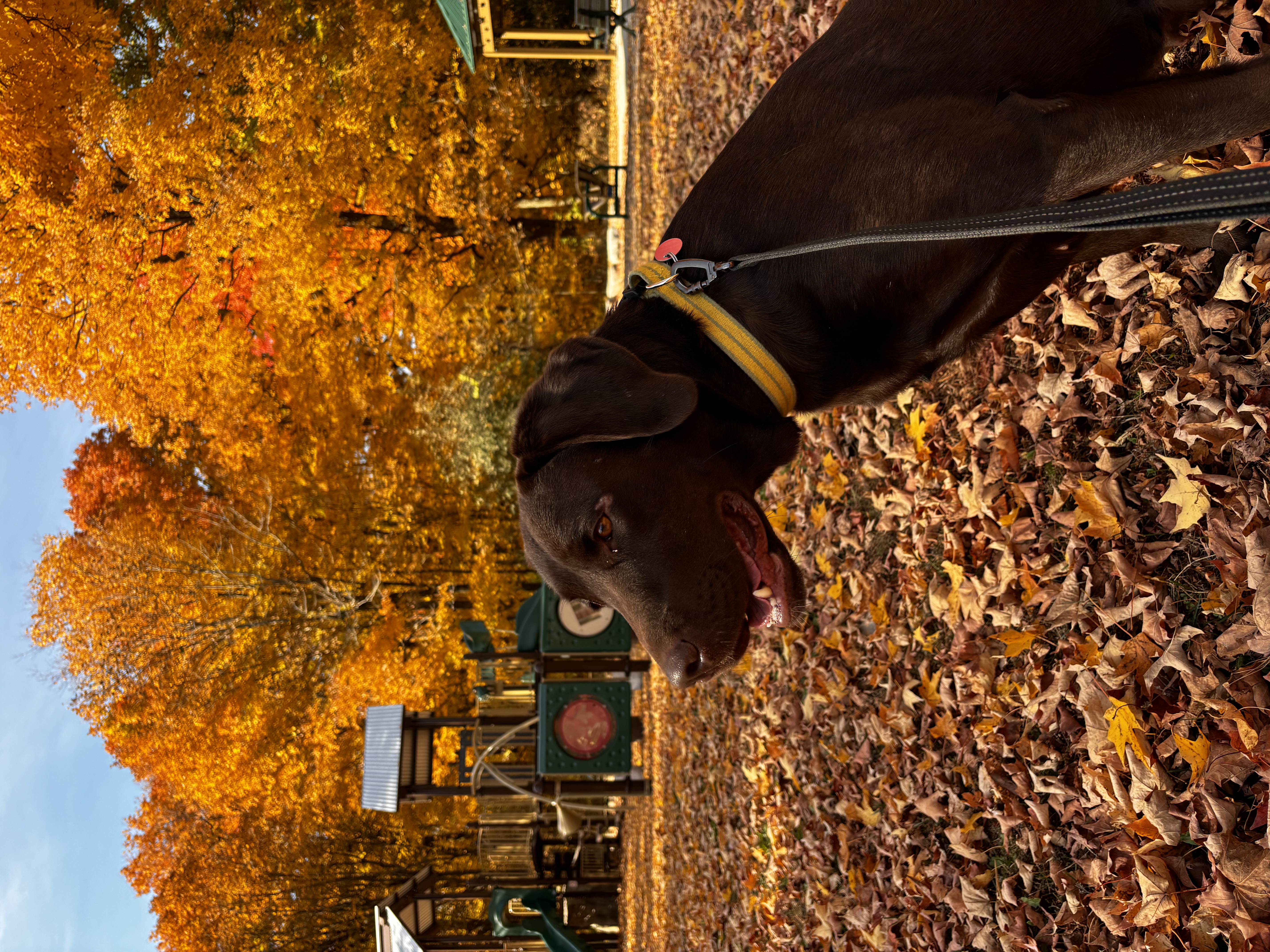 Enlarge BRANDY, a Adopted Chocolate Labrador Retriever in Stouffville, ON image 1/5
