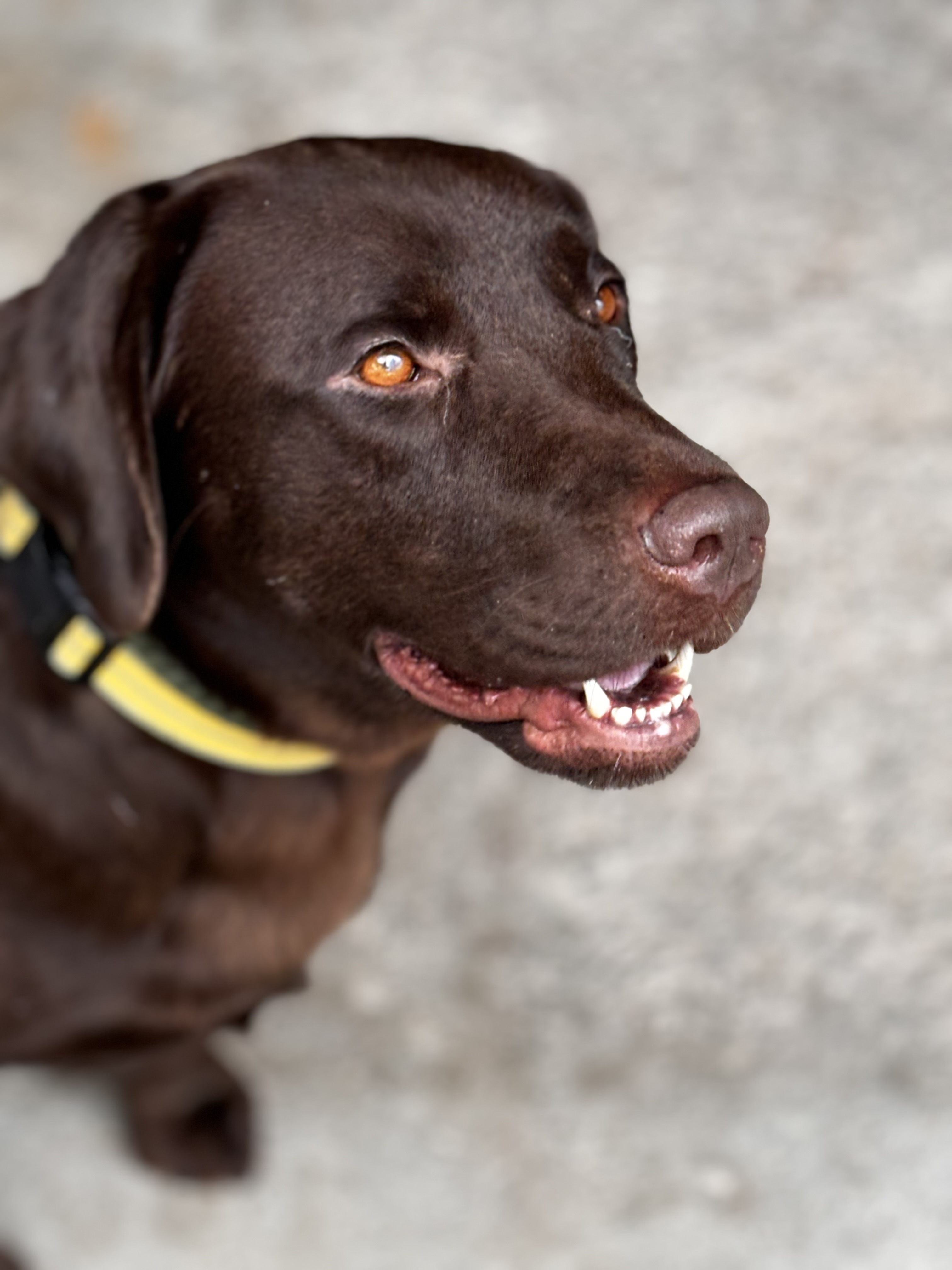 Enlarge BRANDY, a Adopted Chocolate Labrador Retriever in Stouffville, ON image 2/5