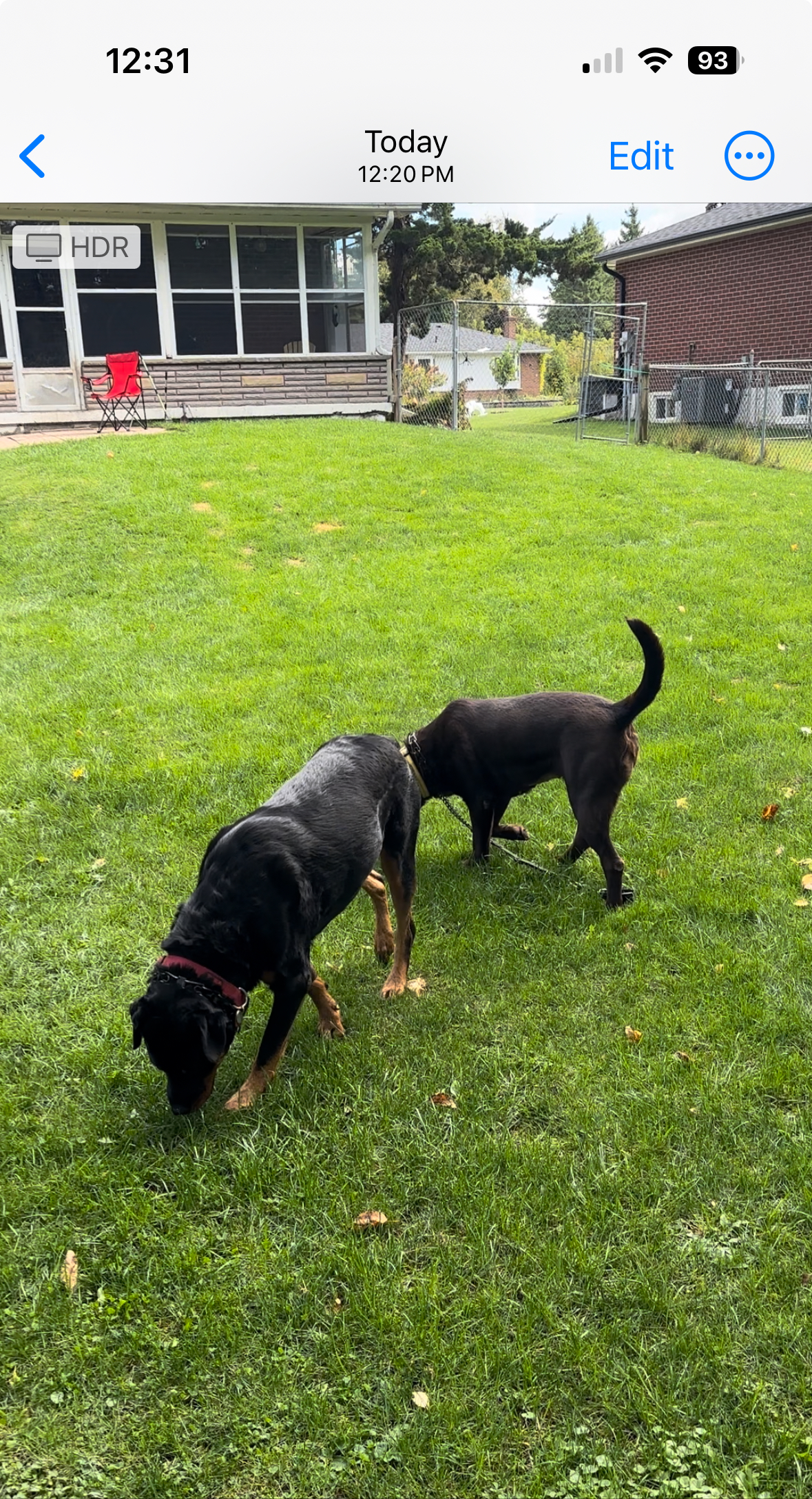 Enlarge BRANDY, a Adopted Chocolate Labrador Retriever in Stouffville, ON image 5/5