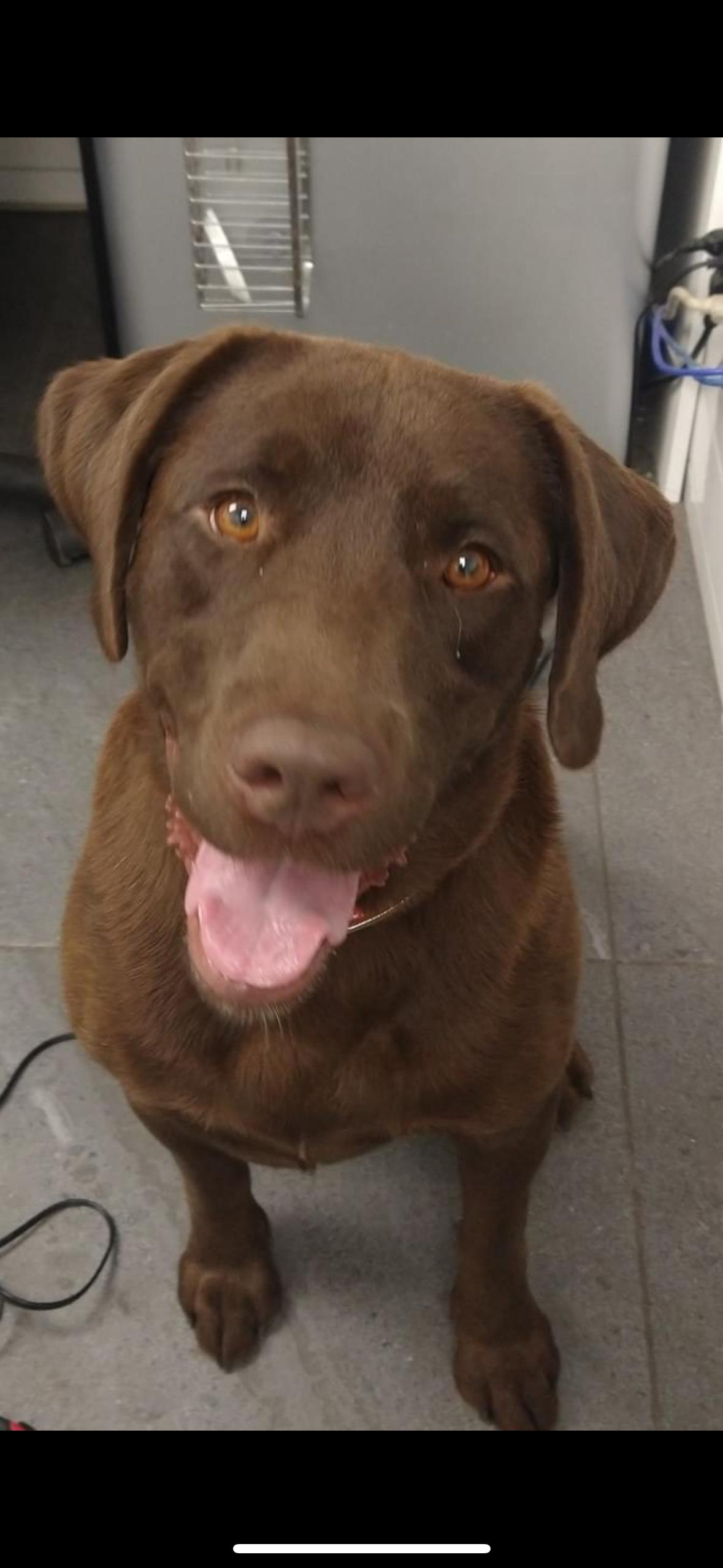Enlarge BRANDY, a Adopted Chocolate Labrador Retriever in Stouffville, ON image 3/5